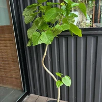 画像1385