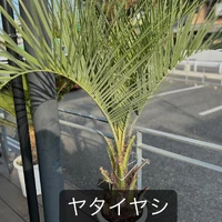 画像1536