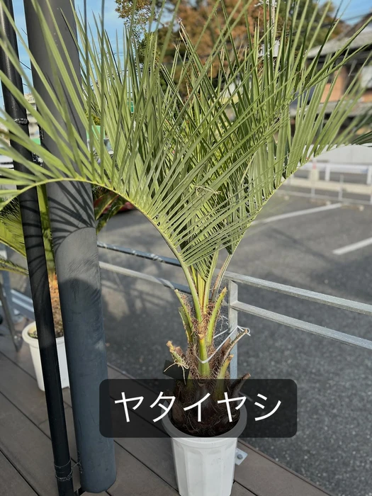 画像1536