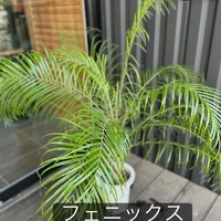 画像1537