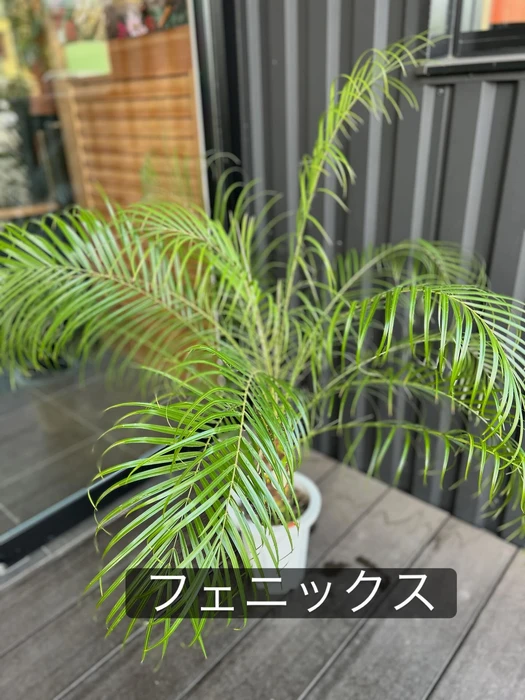 画像1537