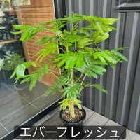 画像1538