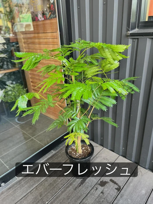 画像1538