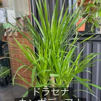 画像1539