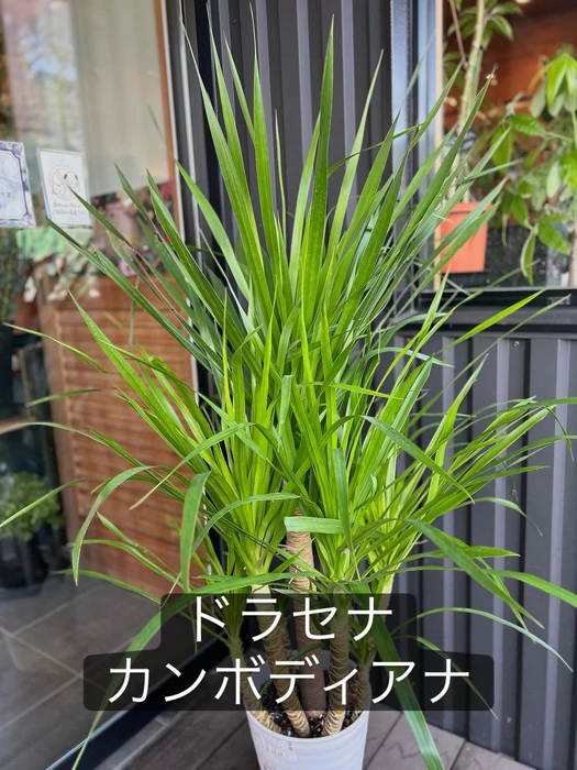 画像1539