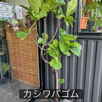 画像1540