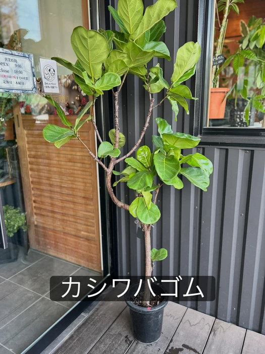 画像1540
