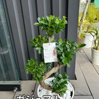 画像1795