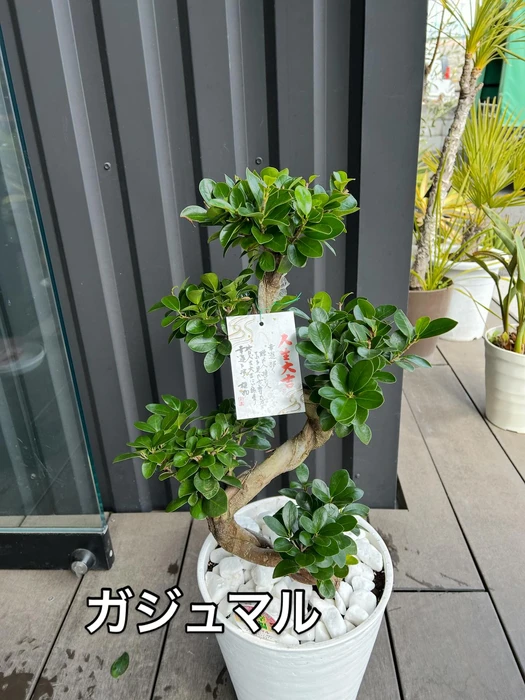 画像1795