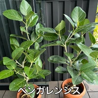画像1797