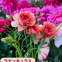画像1817