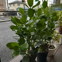 画像2455