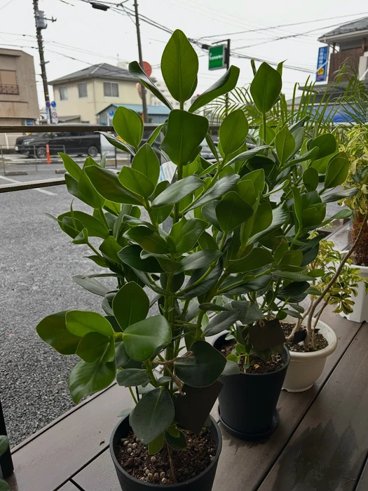 画像2455