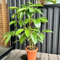 画像251
