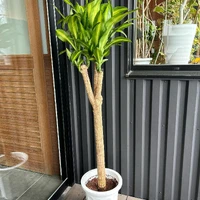 画像253