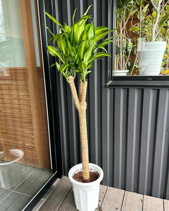 画像253