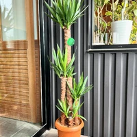 画像254