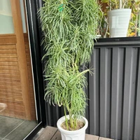 画像255