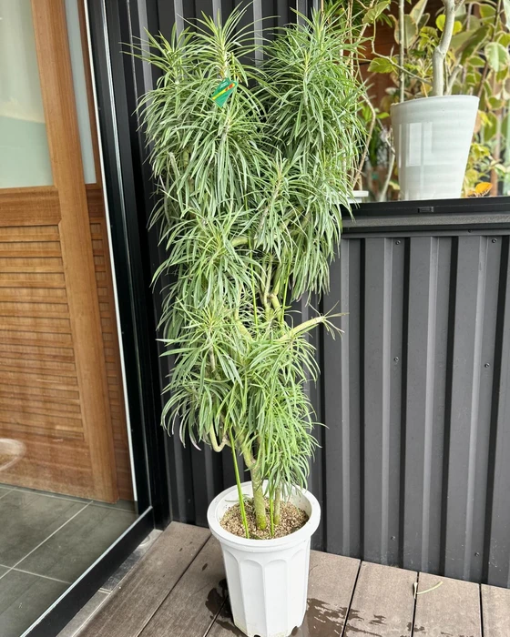 画像255