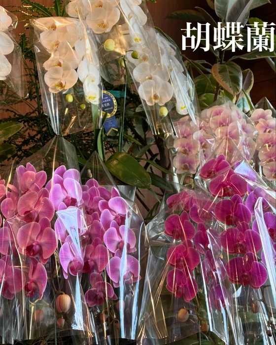 画像478
