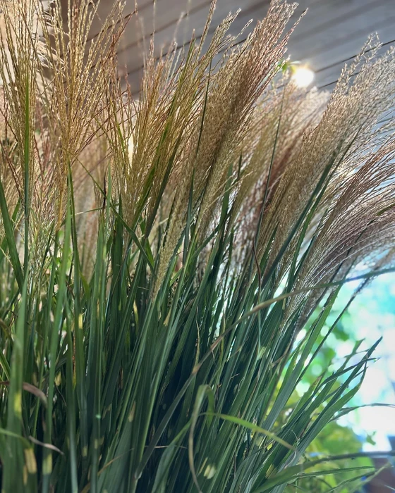 画像590