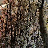 画像811