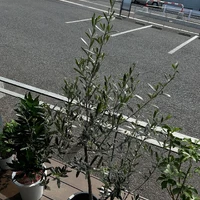 画像999