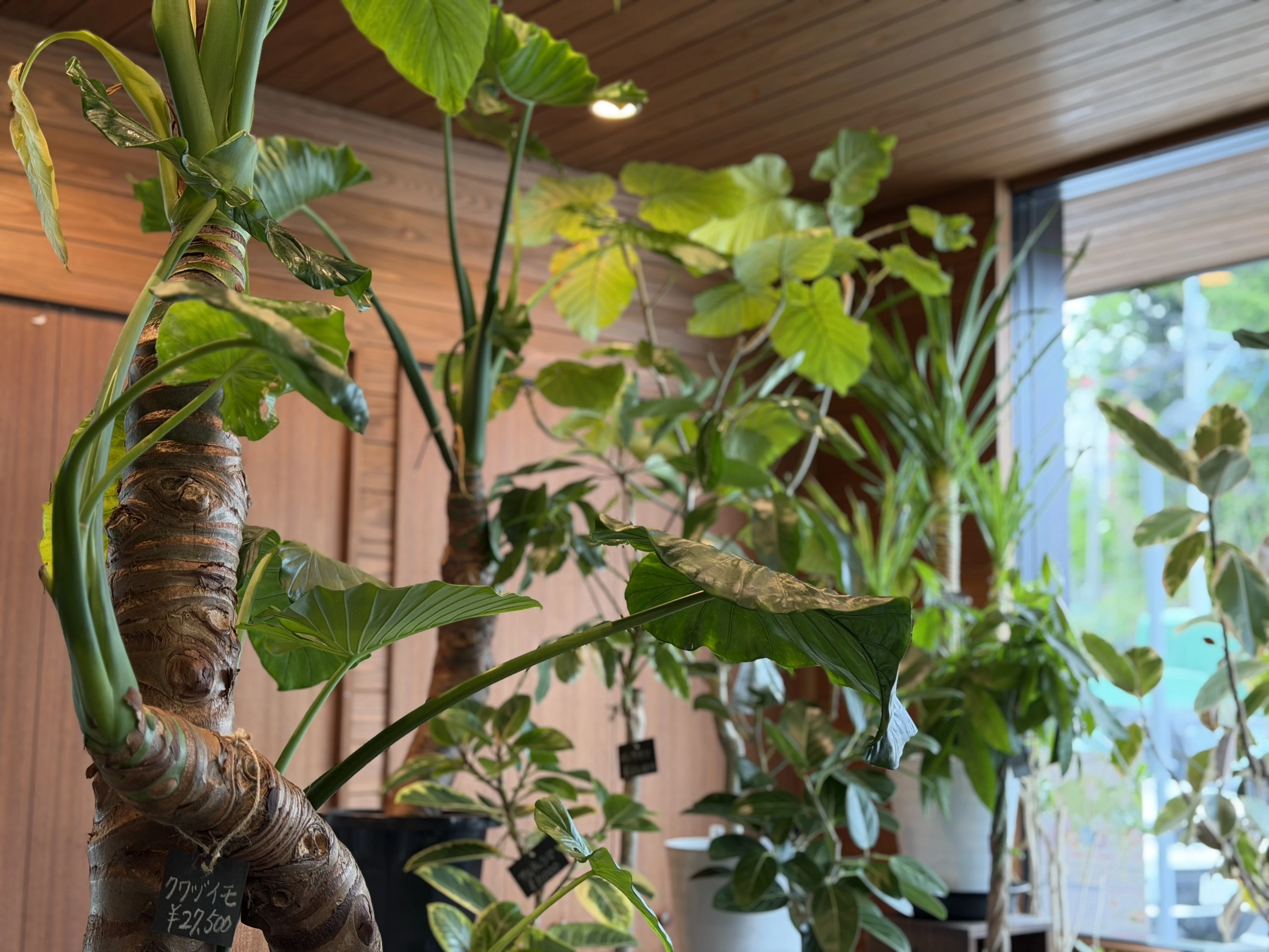 緑の癒し、あなたの生活に観葉植物を